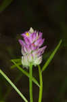 Purple milkwort